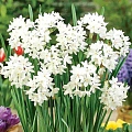 Нарцисс Paper White Ziva (5 шт. в уп.) Нарцисс Paper White Ziva (5 шт. в уп.)