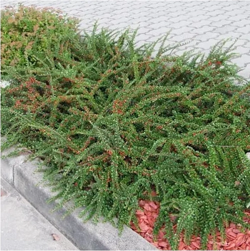 Кизильник горизонтальный С3 Кизильник горизонтальный С3