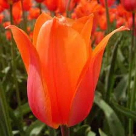 Тюльпан Ballade Orange (5 шт. в уп.)