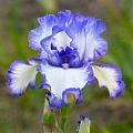 Ирис Germanica Blue Staccato (1 шт. в уп.) Ирис Germanica Blue Staccato (1 шт. в уп.)
