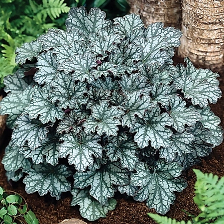 Гейхера Neptune 15-20 см Гейхера Neptune 15-20 см