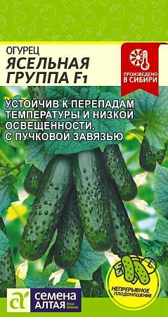 Огурец Ясельная группа F1, 5 шт (Сем Алт) Огурец Ясельная группа F1, 5 шт (Сем Алт)