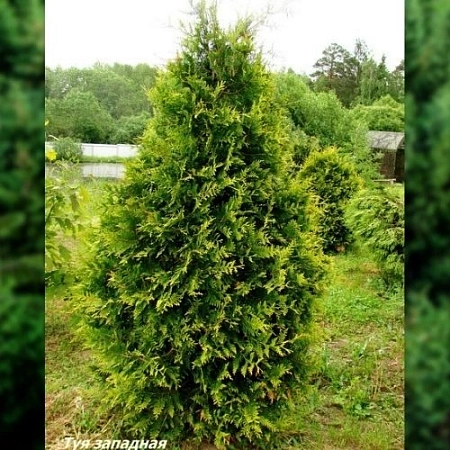 Туя западная Ауреспикиата 80-100 см Туя западная Ауреспикиата 80-100 см