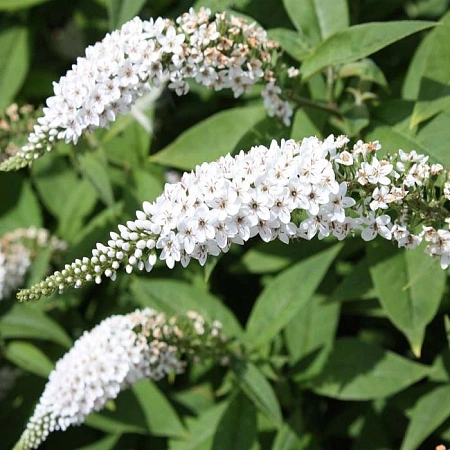 Буддлея давида White Profusion