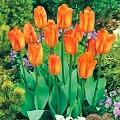 Тюльпан Purissima Orange Тюльпан Purissima Orange