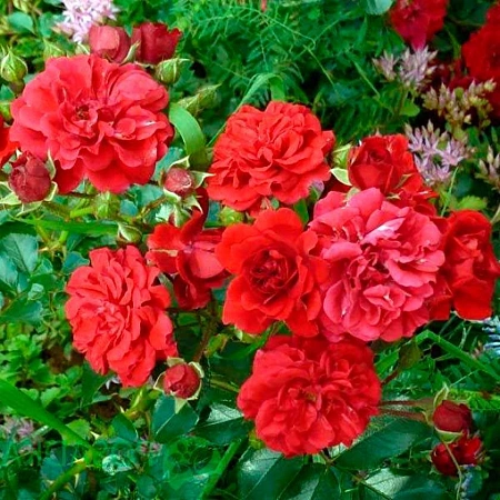 Роза на штамбе Hello (почвопокровная)