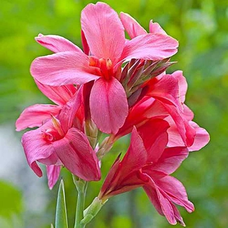 Канна Pink President (уп. 1 шт)
