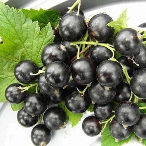 Смородина черная Титания Смородина черная Титания