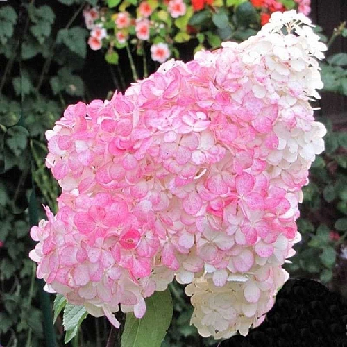 Гортензия метельчатая Гарденлайтс Пинклайт (Gardenlights Pinklight) С3 Гортензия метельчатая Гарденлайтс Пинклайт (Gardenlights Pinklight) С3