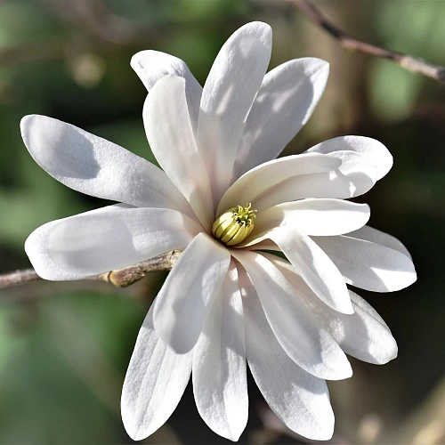 Магнолия Мерил Магнолия Мерил