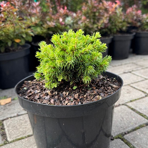 Ель Альберта Глоб (Alberta Globe) 10-15 см канадская Ель Альберта Глоб (Alberta Globe) 10-15 см канадская