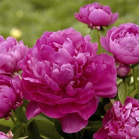 Пион Riches and Fame (уп. 1 шт) Пион Riches and Fame (уп. 1 шт)