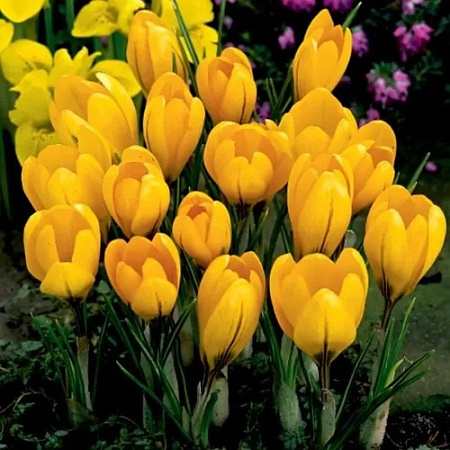 Крокус Large Yellow (10 шт. в уп.)
