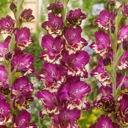 Гладиолус Color Club (уп. 7 шт) Гладиолус Color Club (уп. 7 шт)