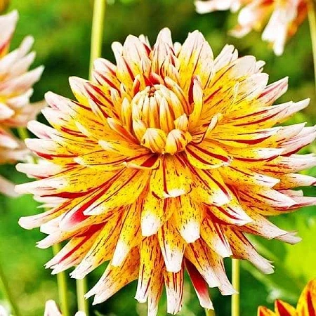 Георгина Winesome (уп. 1 шт)