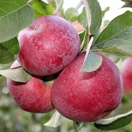 Яблоня Лобо (однолетка) Яблоня Лобо (однолетка)