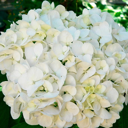 Гортензия крупнолистная Bianco
