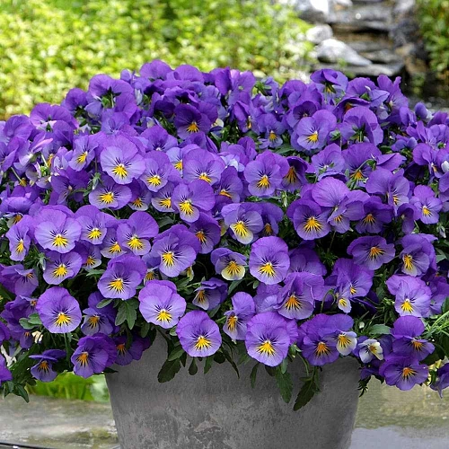 Виола, рассада Виола, рассада