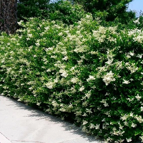 Бирючина С3 40+ Бирючина С3 40+