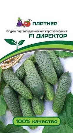 Огурец Директор F1, 5 шт (ПАРТНЕР)