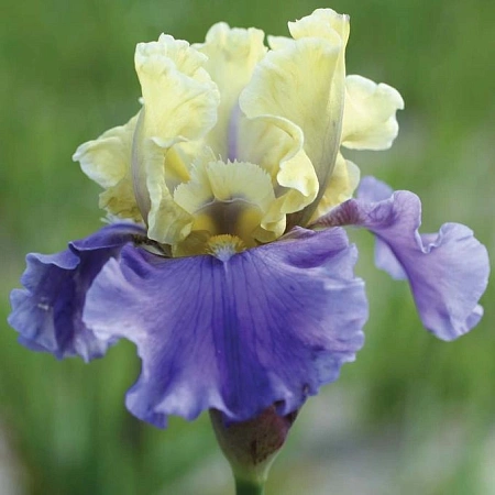 Ирис germanica Purple and Yellow