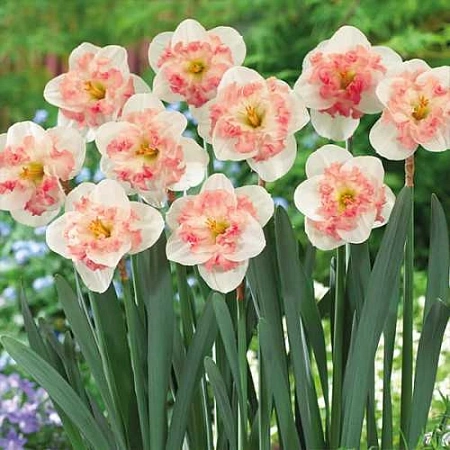 Нарцисс Pink Wonder (5 шт. в уп.)