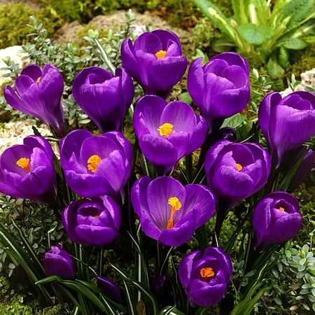 Крокус Flower Record (10 шт. в уп.)