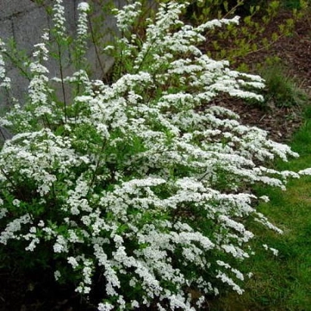 Спирея Arguta (таволга) С3