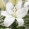 Лилия Gwen (уп. 3 шт) Лилия Gwen (уп. 3 шт)