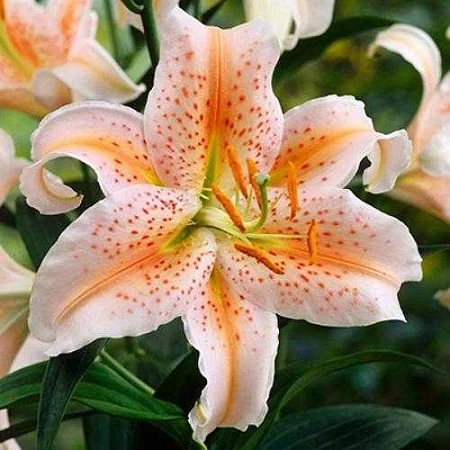 Лилия Salmon Star (1шт)