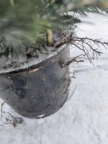 Ель Глаука 60-80 см голубая Польша Ель Глаука 60-80 см голубая Польша