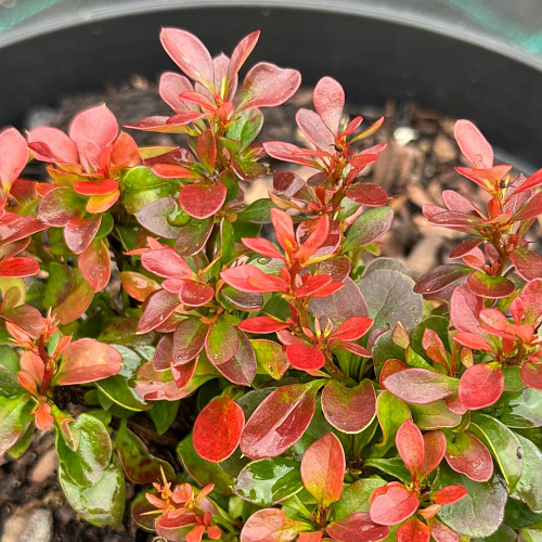 Барбарис Багатель (Bagatelle) Тунберга C3 Барбарис Багатель (Bagatelle) Тунберга C3