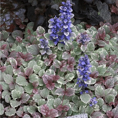 Живучка Бургунди Глоу С2