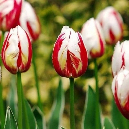 Тюльпан Happy Generation