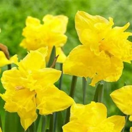 Нарцисс Flyer (5 шт. в уп.)