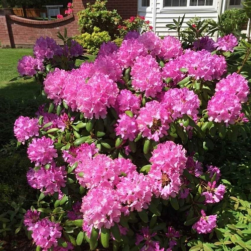 Рододендрон Roseum Elegans C1 Рододендрон Roseum Elegans C1