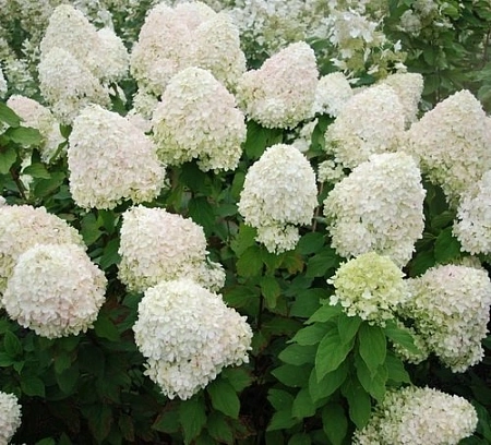 Гортензия Фантом (Phantom) метельчатая С3 3-хлетка