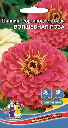 Цинния Волшебная Роза георгиноцветковая (УД) Цинния Волшебная Роза георгиноцветковая (УД)
