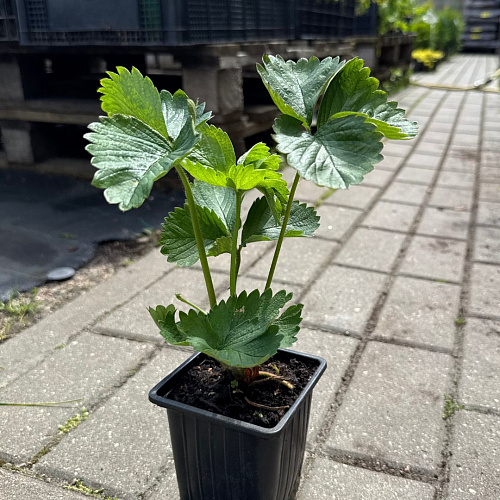 Клубника Ами Клубника Ами