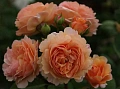 Роза английская Чарльз Остин (Charles Austin) абрикосовая С4 Роза английская Чарльз Остин (Charles Austin) абрикосовая С4