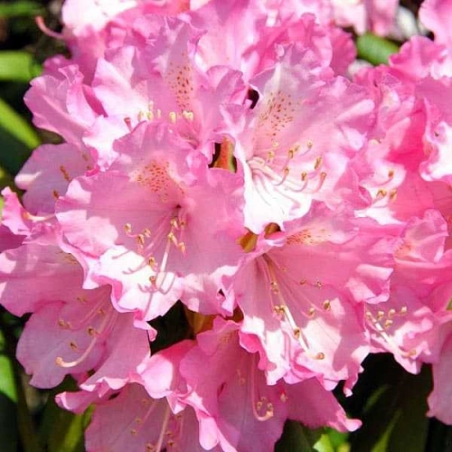 Рододендрон Kalinka якушиманский Рододендрон Kalinka якушиманский