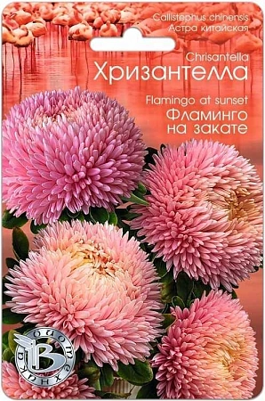 Астра Хризантелла Фламинго на закате, 30 шт (Биотехника)