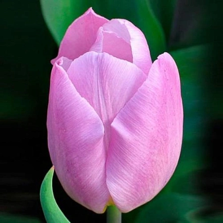 Тюльпан Candy Prince