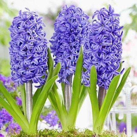 Гиацинт Atlantic (3 шт. в уп.)