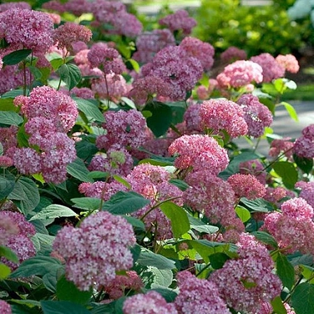 Гортензия древовидная Pink Pincushion 50-60 см