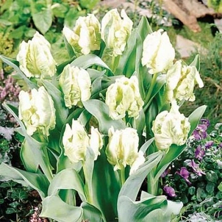 Тюльпан Super Parrot (5 шт. в уп.)