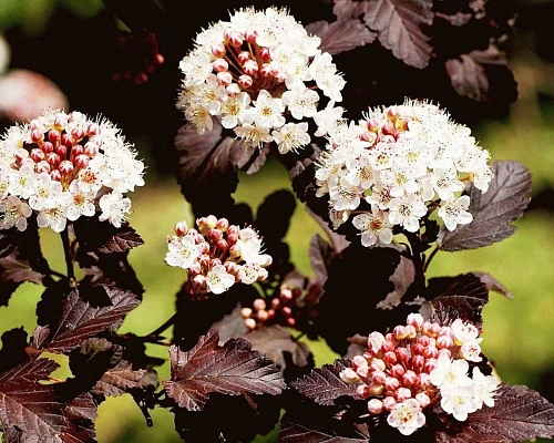Пузыреплодник Диабло (Diabolo) калинолистный 30-50 см Пузыреплодник Диабло (Diabolo) калинолистный 30-50 см