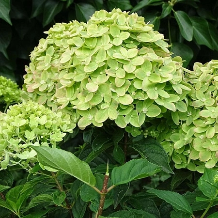 Гортензия метельчатая Mojito 40-60 см
