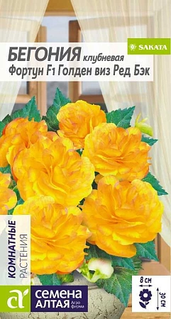 Бегония Фортун Голден виз Ред Бэк 5 шт Бегония Фортун Голден виз Ред Бэк 5 шт