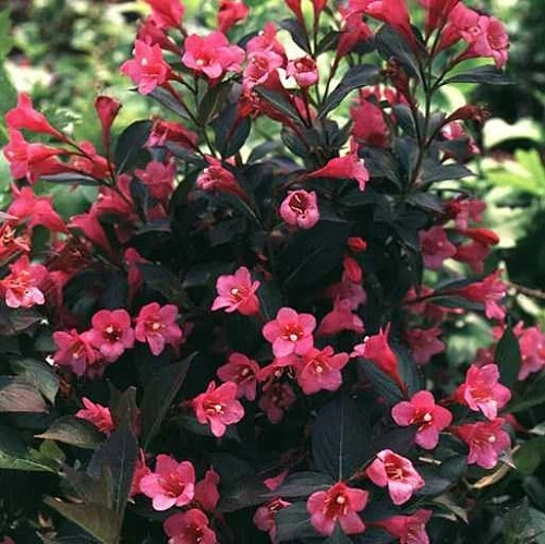 Вейгела Tango 40-60 см Вейгела Tango 40-60 см